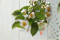 Camellia Tea Plant Live Starter Shrub Tree Large Leaf sinensis assamica