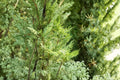 Murray Leyland Cypress Cupressocyparis leylandii ‘Murrayii’ - Evergreen Conifer Tree