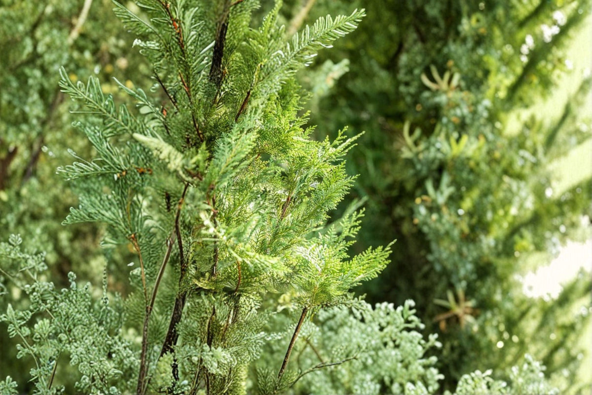 Murray Leyland Cypress Cupressocyparis leylandii ‘Murrayii’ - Evergreen Conifer Tree