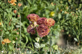 Lisianthus Rosanne Plant – Eustoma grandiflorum Starter Plug