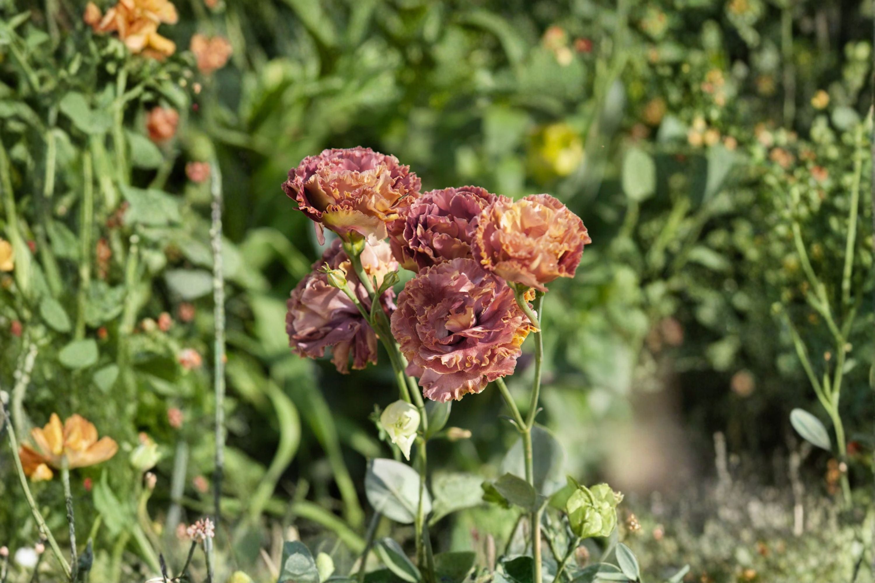 Lisianthus Rosanne Plant – Eustoma grandiflorum Starter Plug
