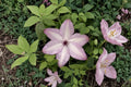 Utopia Clematis Live Plant – Repeat Flowering Climbing Vine for Trellises and Vertical Gardens