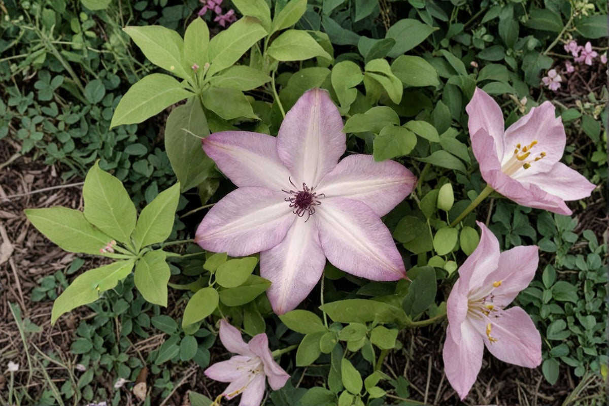 Utopia Clematis Live Plant – Repeat Flowering Climbing Vine for Trellises and Vertical Gardens