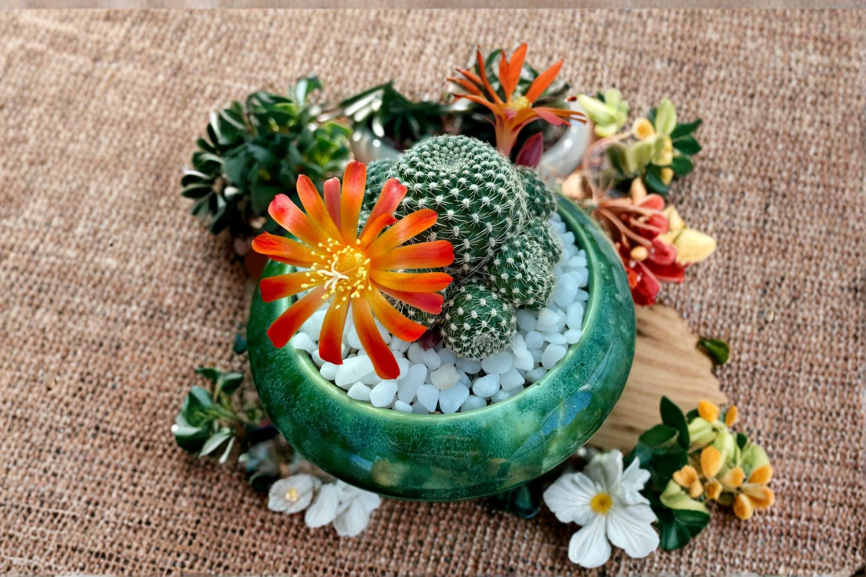 Rebutia Salmon Sandwich Cactus Plant – Rebutia spp. Live Rooted Pup