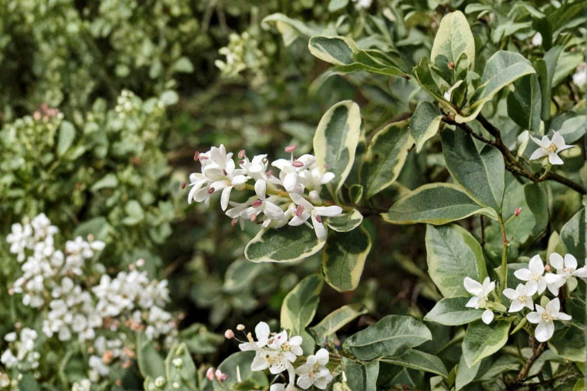 Variegated Chinese Privet Live Shrub – Fragrant Privacy Hedge Plant