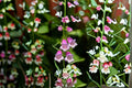 Showy Beardtongue Seeds Penstemon cobaea Pink White Wildflower Native Perennial Garden Seeds, 40 Pack