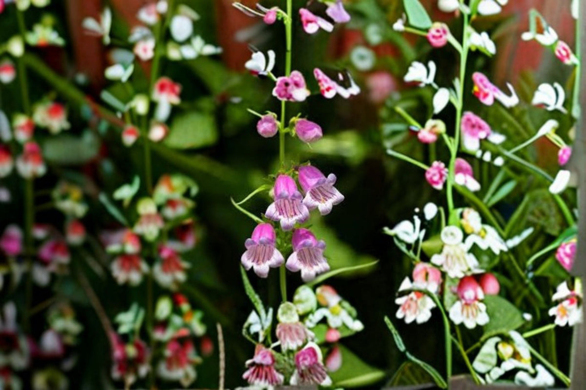 Showy Beardtongue Seeds Penstemon cobaea Pink White Wildflower Native Perennial Garden Seeds, 40 Pack