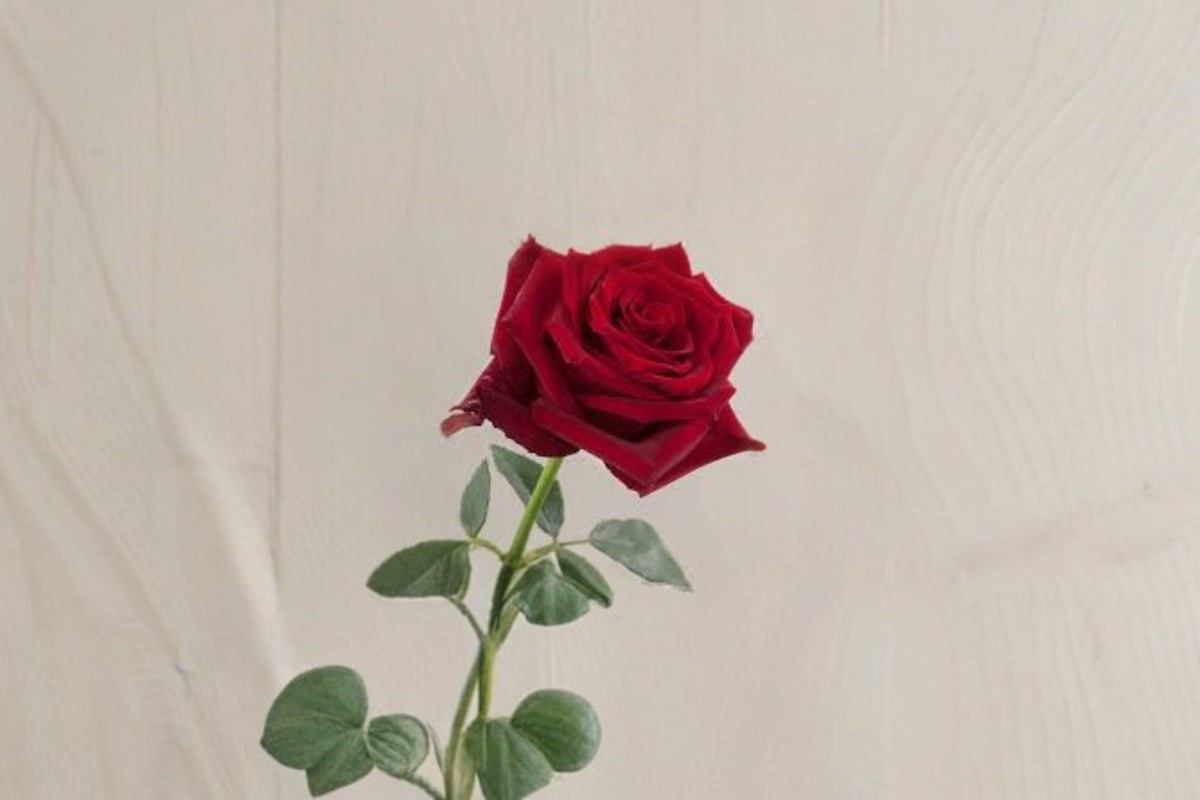 Rose Explorer Live Plant – Red Cup Shaped Garden Rose with Large Fragrant Blooms