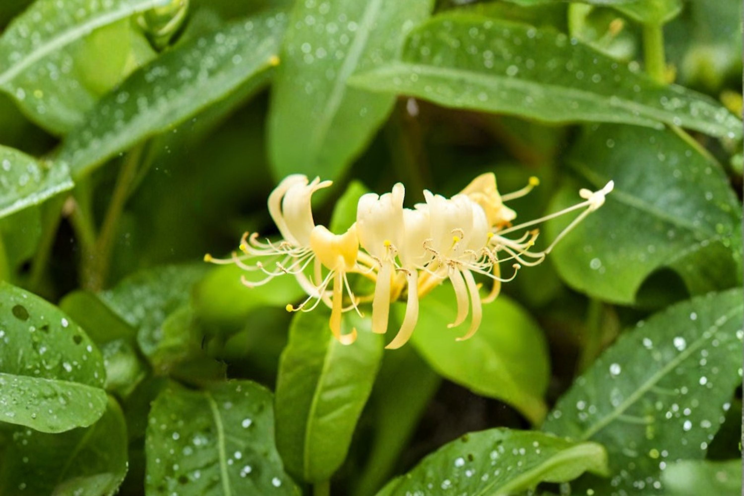 Hall’s Honeysuckle 4 Plants – Lonicera japonica Climbing Vine