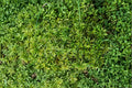 Entodon Moss 1 Plant – Entodon seductrix Live Moss for Bonsai and Terrariums