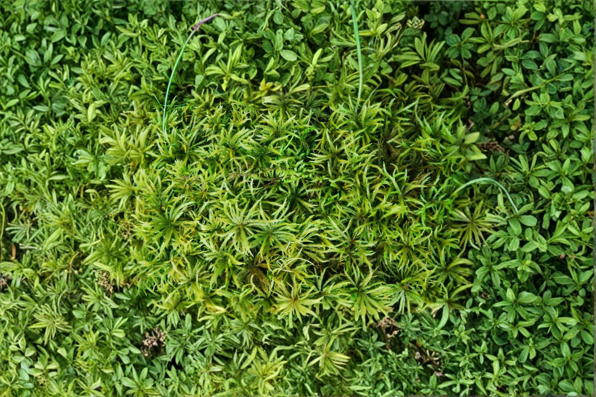 Entodon Moss 1 Plant – Entodon seductrix Live Moss for Bonsai and Terrariums