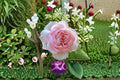 St. Ethelburga Rose Own Root Live Plant – Large Bloom Garden Rose