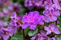 Purple Azalea Live Plant – 10 Inch Tall Flowering Shrub in 4 Inch Pot