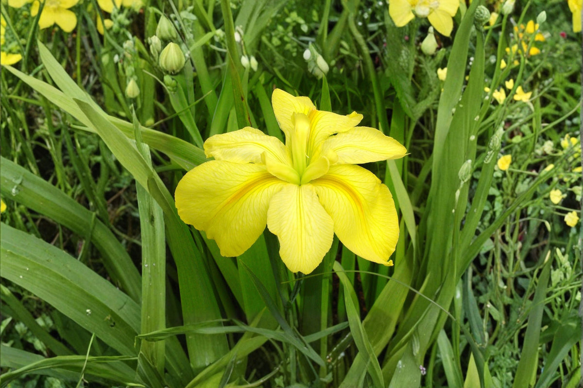 Louisiana Yellow Iris Live Plant – Bare Root Pond Iris for Aquatic Gardens