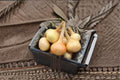 Walla Walla Onion Seeds Allium cepa Sweet Onion Vegetable Seeds for Garden Planting, 50 Seeds