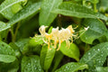 Hall’s Honeysuckle 4 Plants – Lonicera japonica Climbing Vine