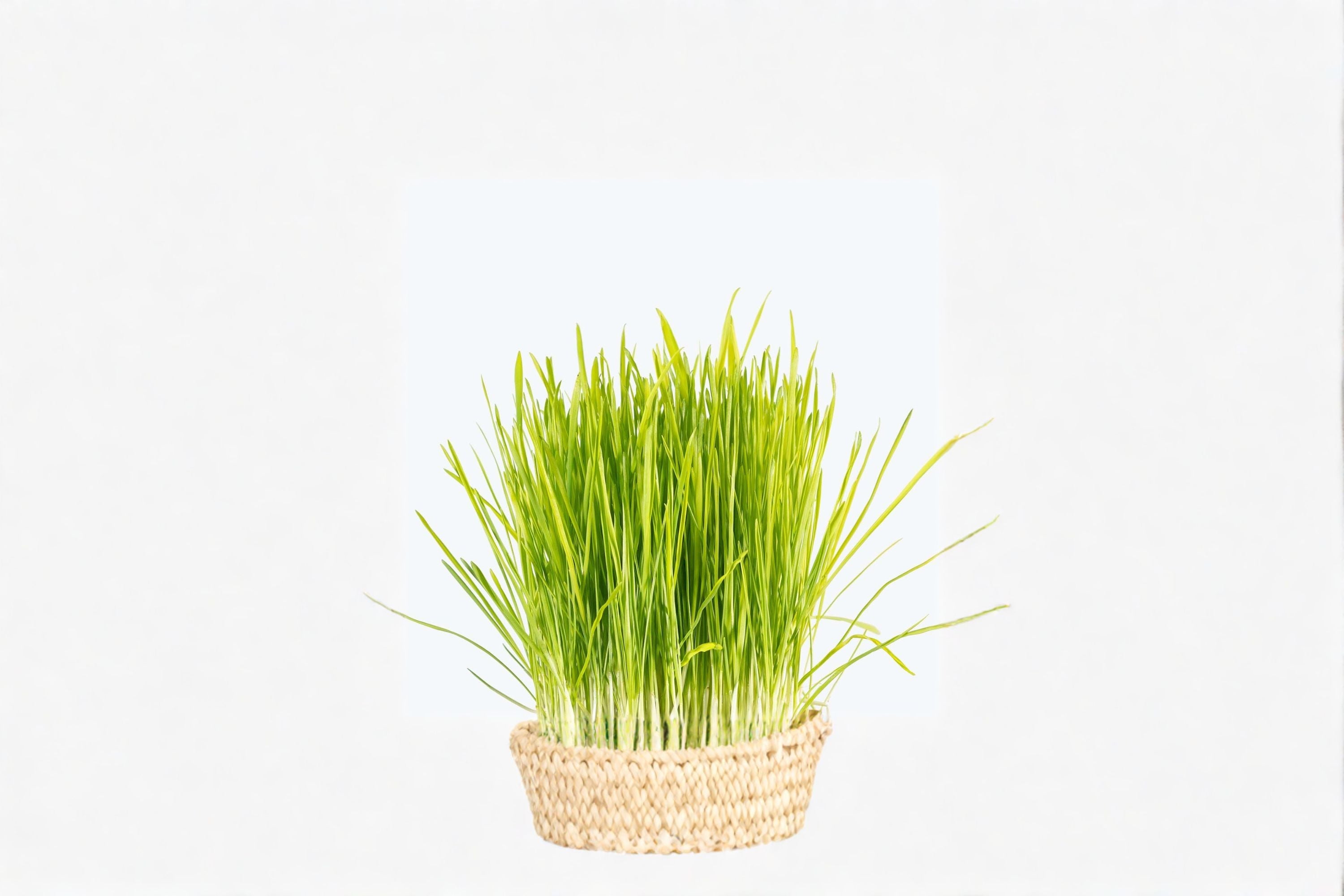 Cat Grass 1 Plant – Dactylis glomerata | Edible Pet Grass for Indoor & Outdoor