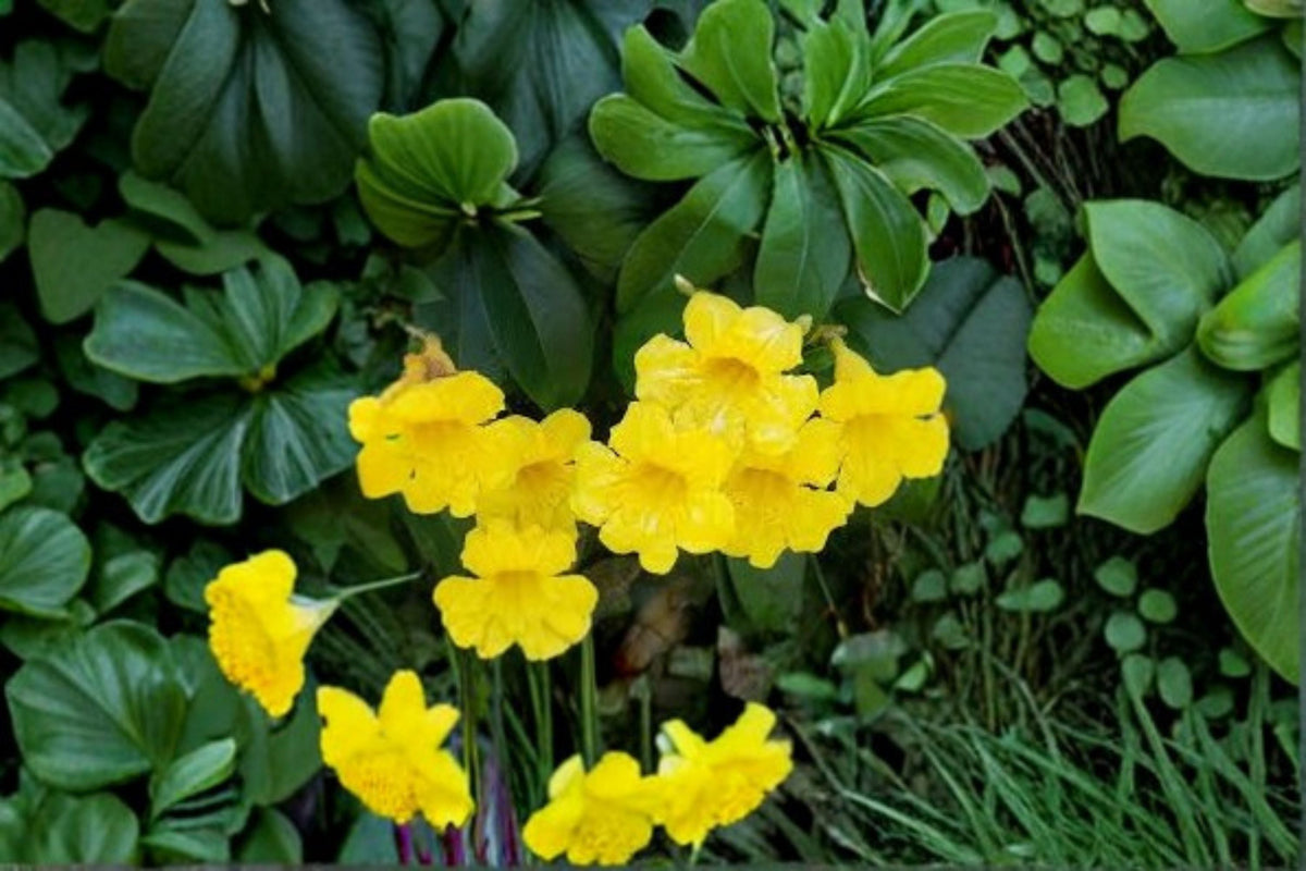 Yellow Crossvine Live Rooted Starter Plant – Bignonia capreolata Flowering Vine