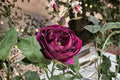 Royale Rose Live Plant – Fragrant Japanese Own Root Shrub Rose