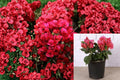 Crimson Bougainvillea 6 Cuttings – Tropical Climbing Vine with Red Bracts