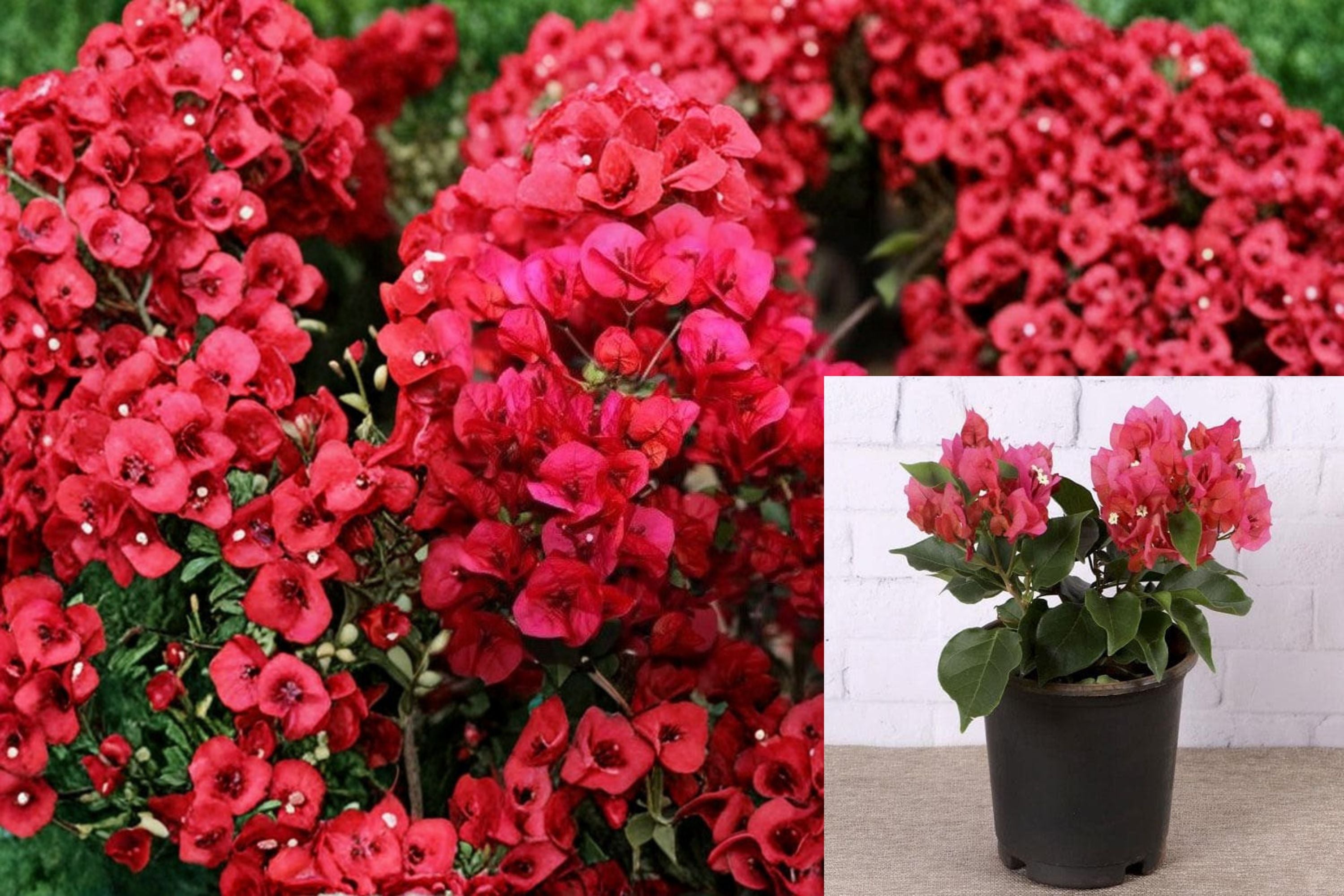 Crimson Bougainvillea 6 Cuttings – Tropical Climbing Vine with Red Bracts