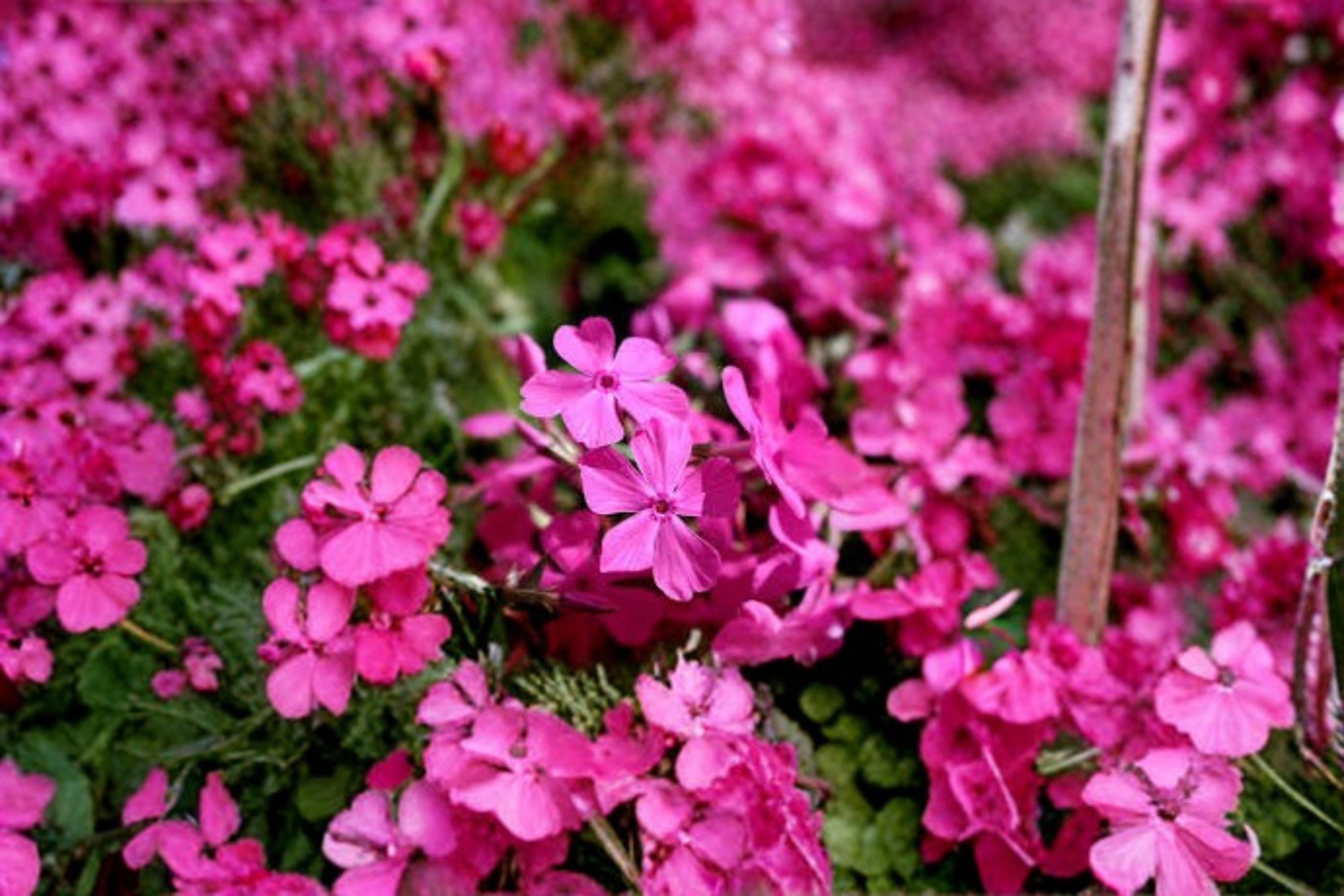 Creeping Phlox Goldiphlox Cherry - Phlox subulata Perennial Groundcover Plants