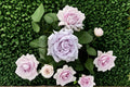 Blue Mist Rose Live Plant – Lavender Japanese Garden Rose, Repeat Blooming Shrub