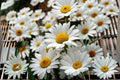Shasta Daisy Seeds, White Perennial Flower, Leucanthemum × superbum, Garden Border, Cottage Garden, 100 Seeds