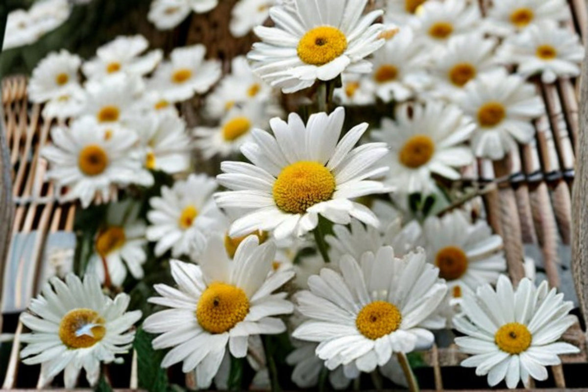 Shasta Daisy Seeds, White Perennial Flower, Leucanthemum × superbum, Garden Border, Cottage Garden, 100 Seeds