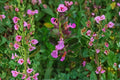 Wall Germander 1 Plant – Teucrium chamaedrys Evergreen Shrub with Purple Flowers