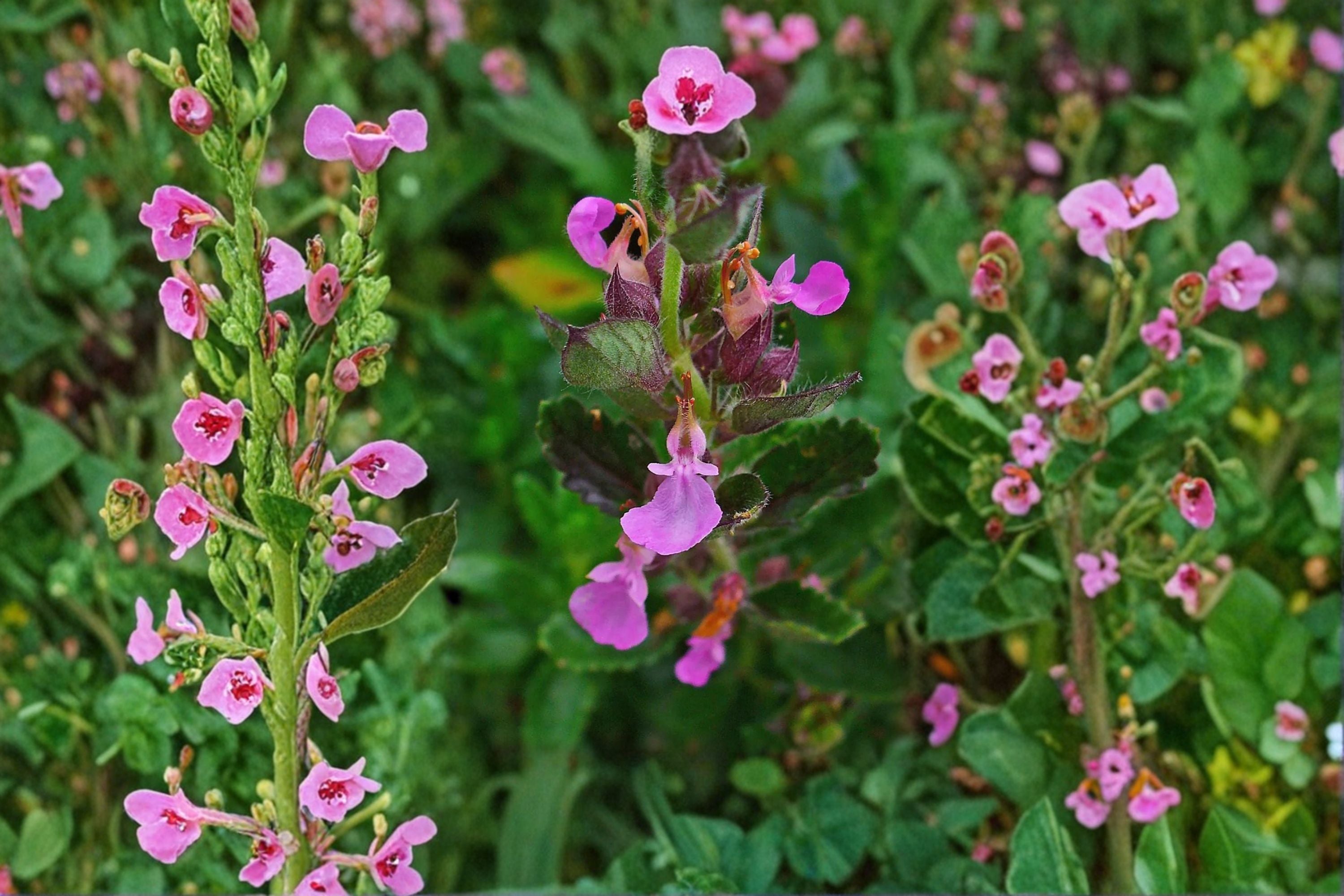 Wall Germander 1 Plant – Teucrium chamaedrys Evergreen Shrub with Purple Flowers