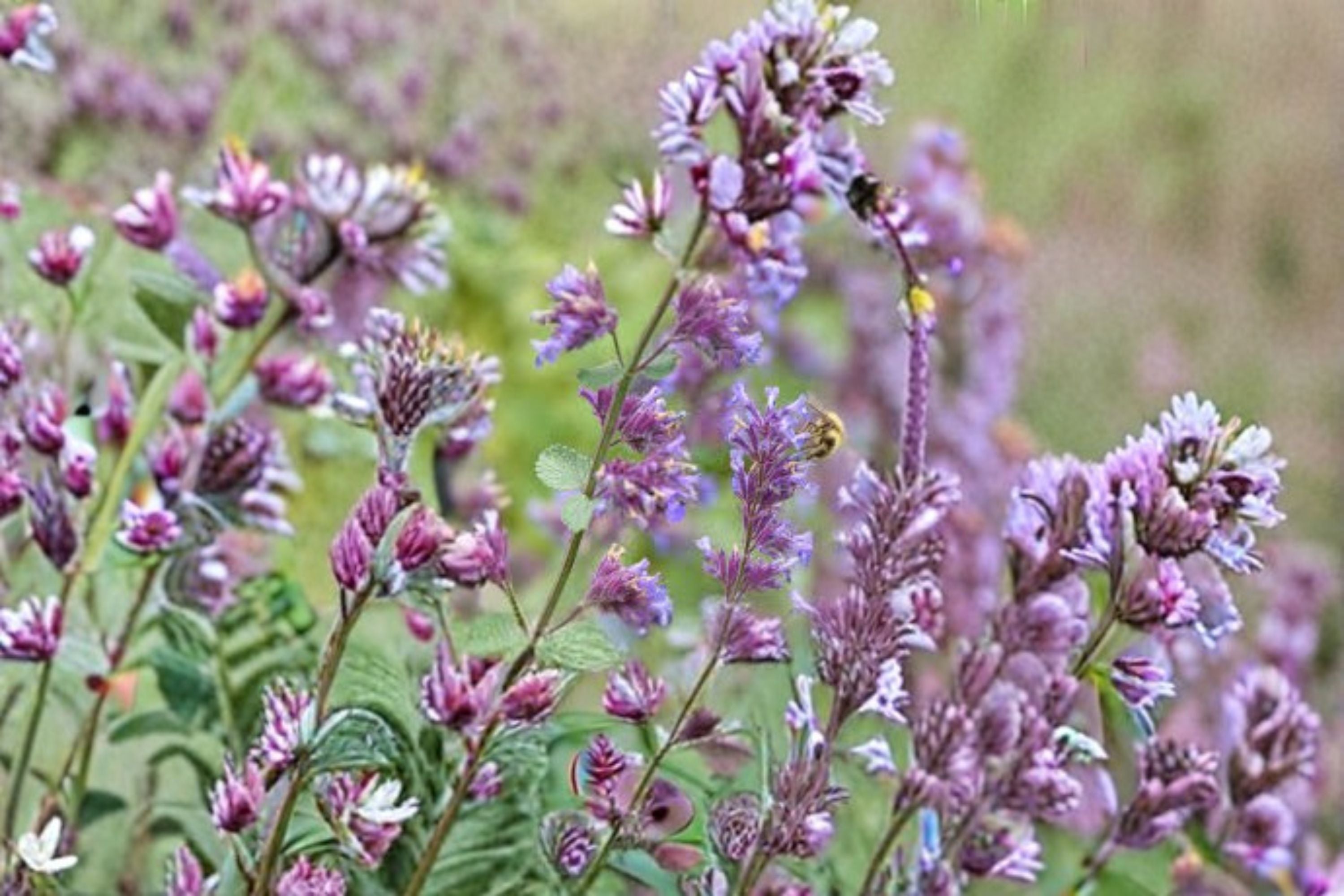 Catnip 1 Plant – Nepeta cataria Live Herb for Garden and Containers