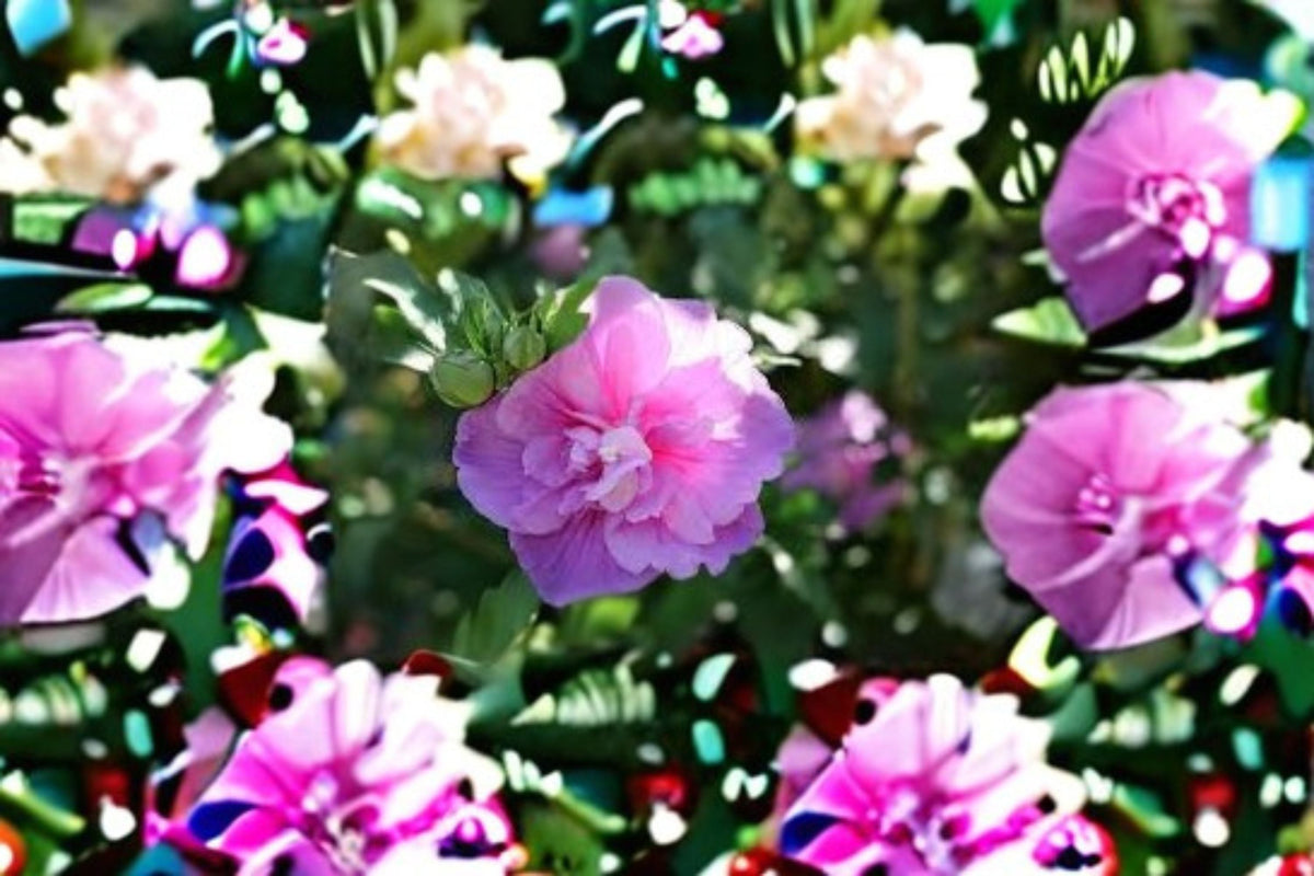 Lavender Chiffon Rose of Sharon 2 Live Plants – Hibiscus syriacus Flowering Shrub