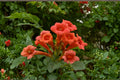 Red Trumpet Vine Cuttings – Campsis radicans – Climbing Perennial with Orange-Red Tubular Flowers