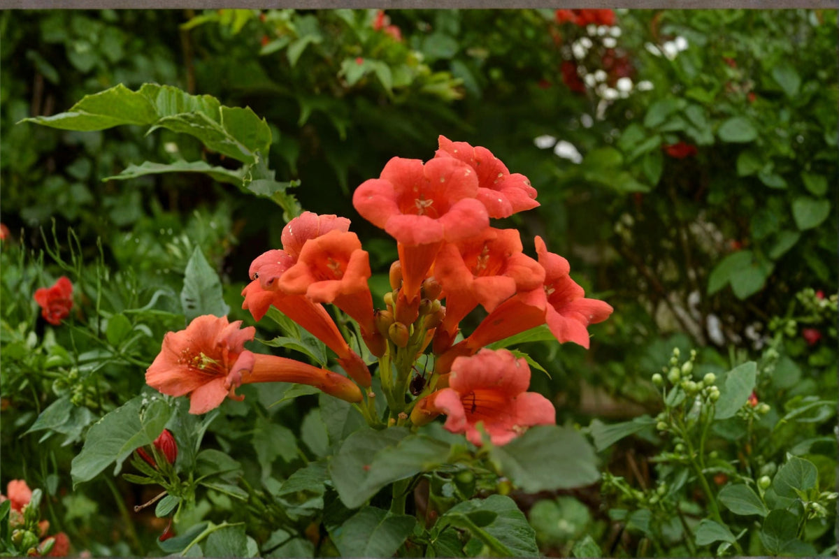 Red Trumpet Vine Cuttings – Campsis radicans – Climbing Perennial with Orange-Red Tubular Flowers