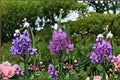 Obedient Plant Seeds, Pink & Purple Wildflowers, Perennial Garden Flowers, Physostegia virginiana, 50 Seeds