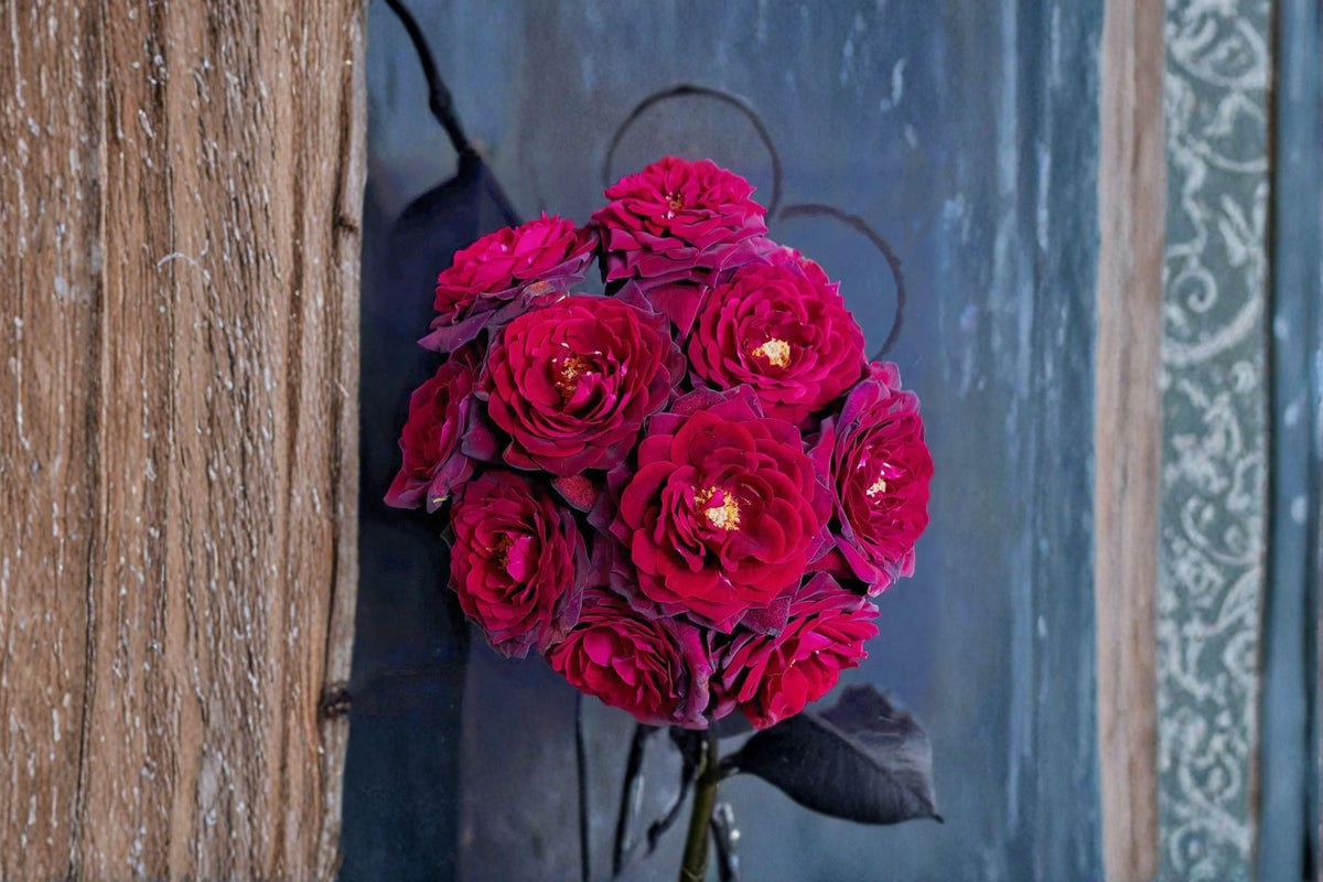 Black Caviar Rose Live Plant – Fragrant Repeat Blooming Ornamental Rose
