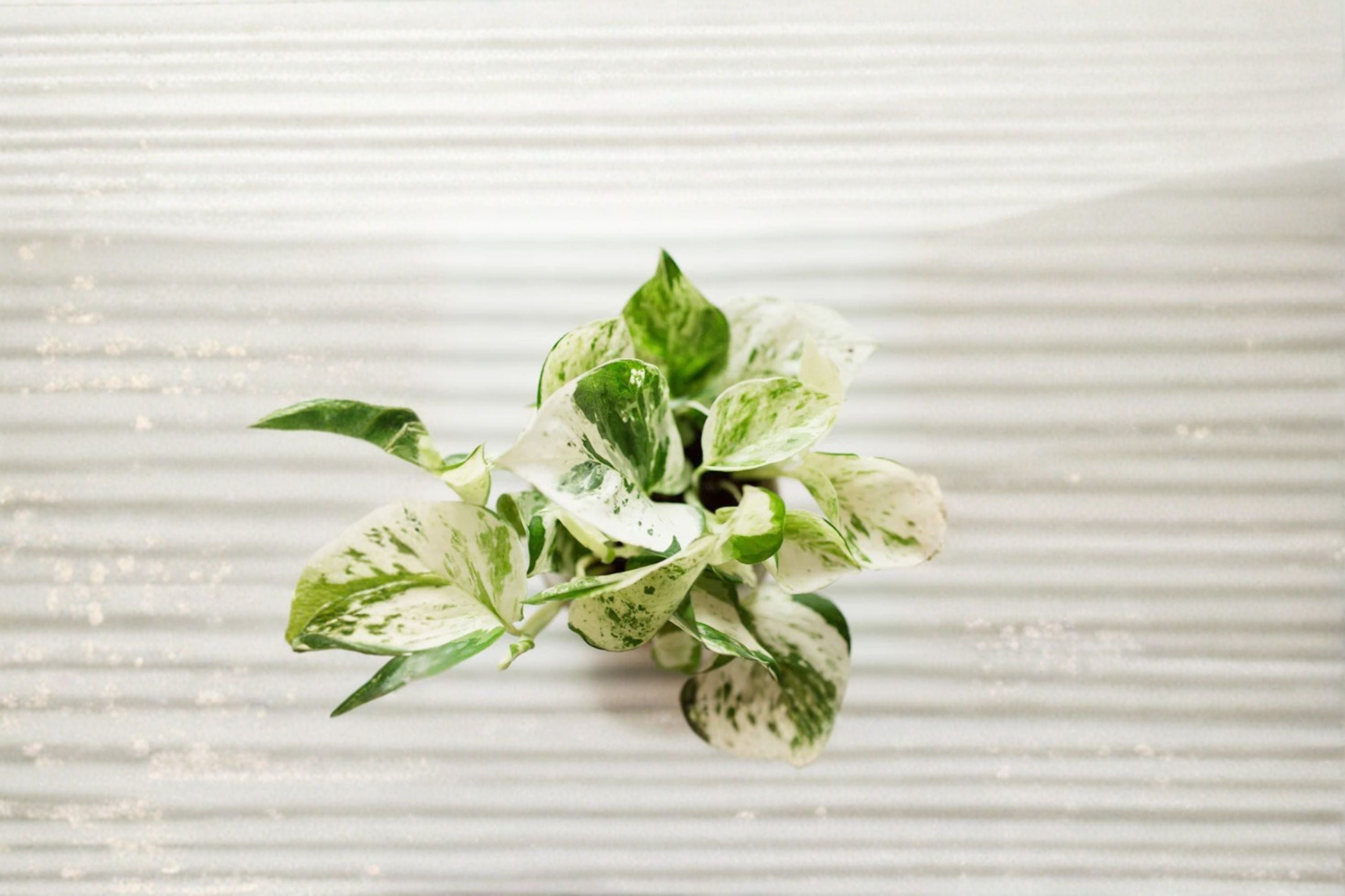 Pearls and Jade Pothos 1 Rooted Cutting – Epipremnum aureum Variegated Tropical Houseplant