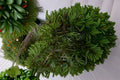 American Tree Moss 1 Plant – Climacium americanum Live Moss for Terrariums & Bonsai
