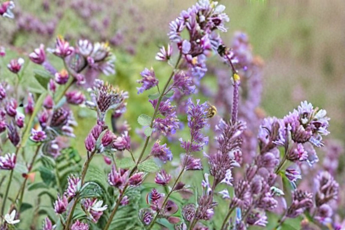 Catnip 1 Plant – Nepeta cataria Live Herb for Garden and Containers