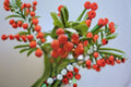 Strawberry Tree 1 Plant – Arbutus unedo Evergreen Ornamental and Edible Tree