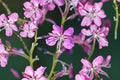 Fireweed Seeds 500 Pack Pink Purple Wildflower Perennial Garden Meadow Plant Chamaenerion angustifolium
