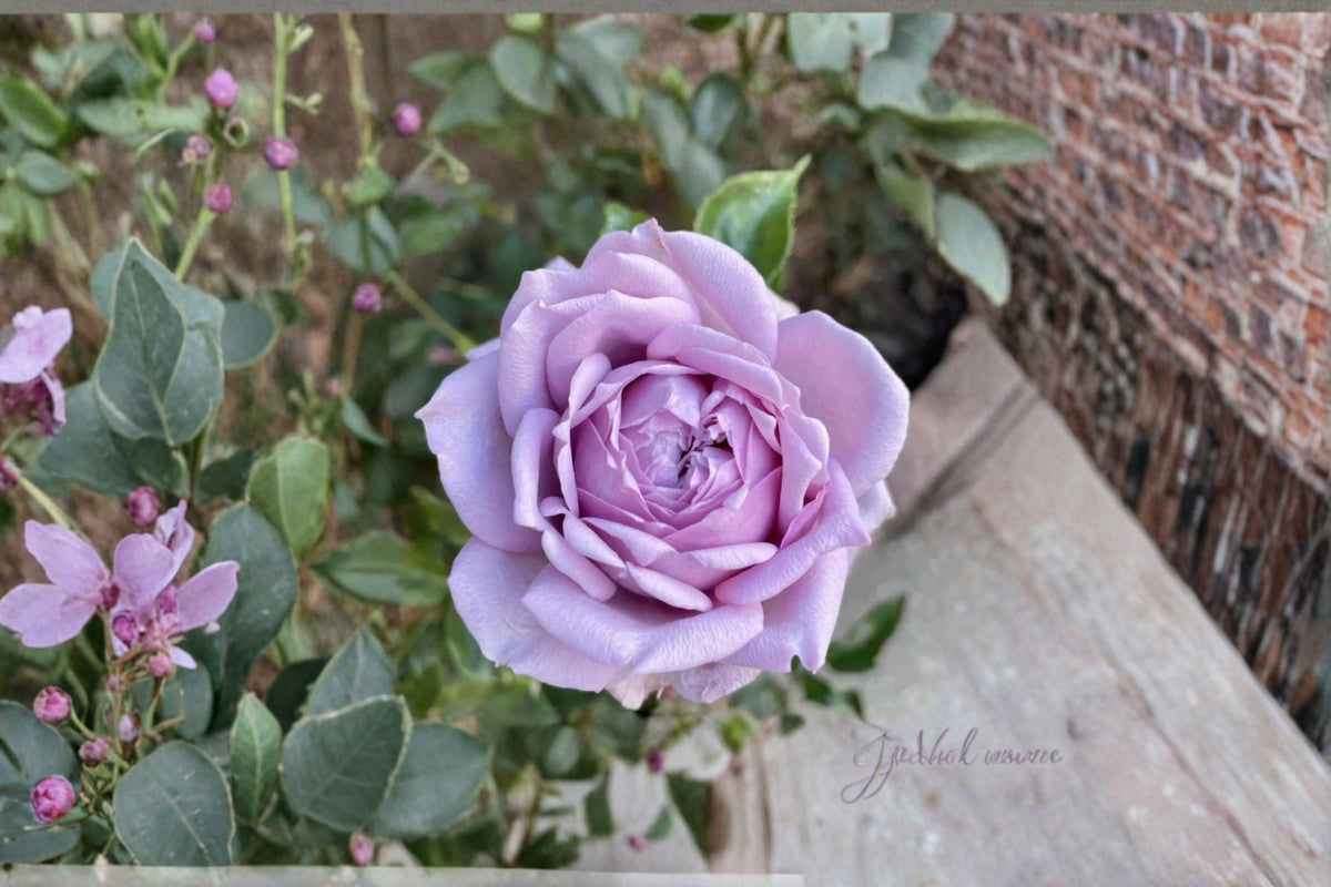 Kongmeng Rose Live Plant – Blue Chinese Repeat Blooming Rose