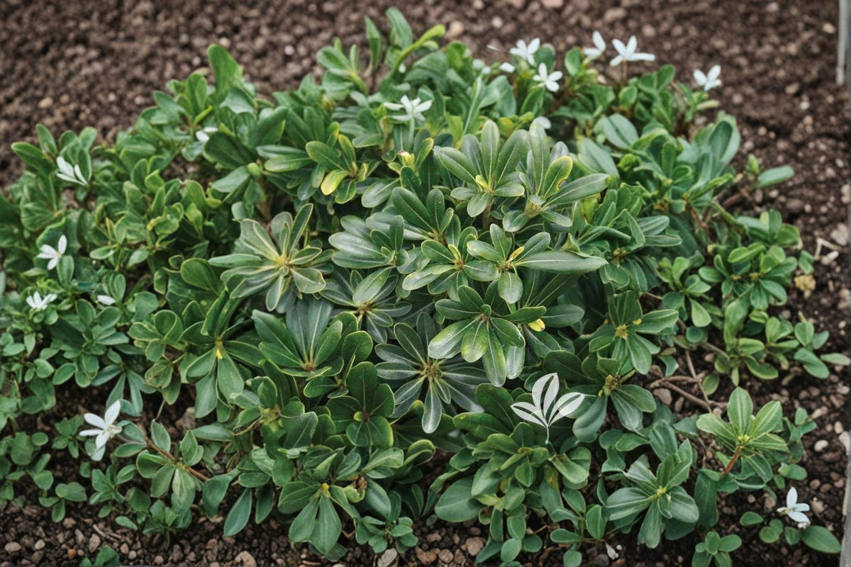 Wheeler’s Dwarf Pittosporum Plant – Pittosporum tobira ‘Wheeleri’ Evergreen Shrub