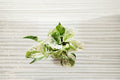 Pearls and Jade Pothos 1 Rooted Cutting – Epipremnum aureum Variegated Tropical Houseplant