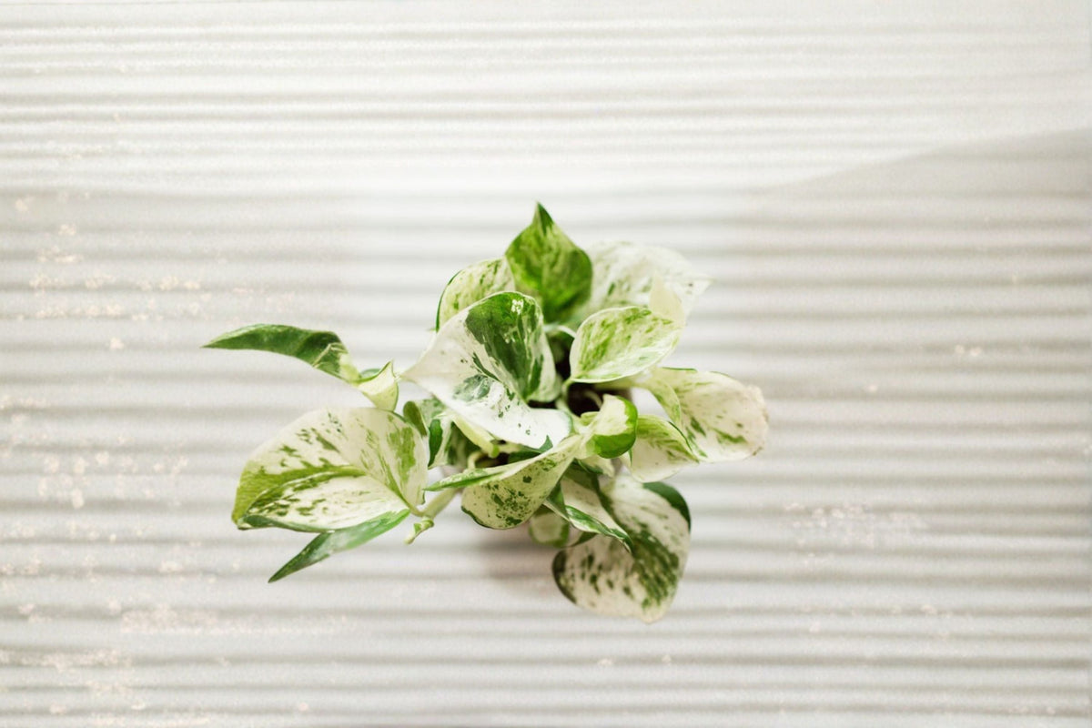 Pearls and Jade Pothos 1 Rooted Cutting – Epipremnum aureum Variegated Tropical Houseplant