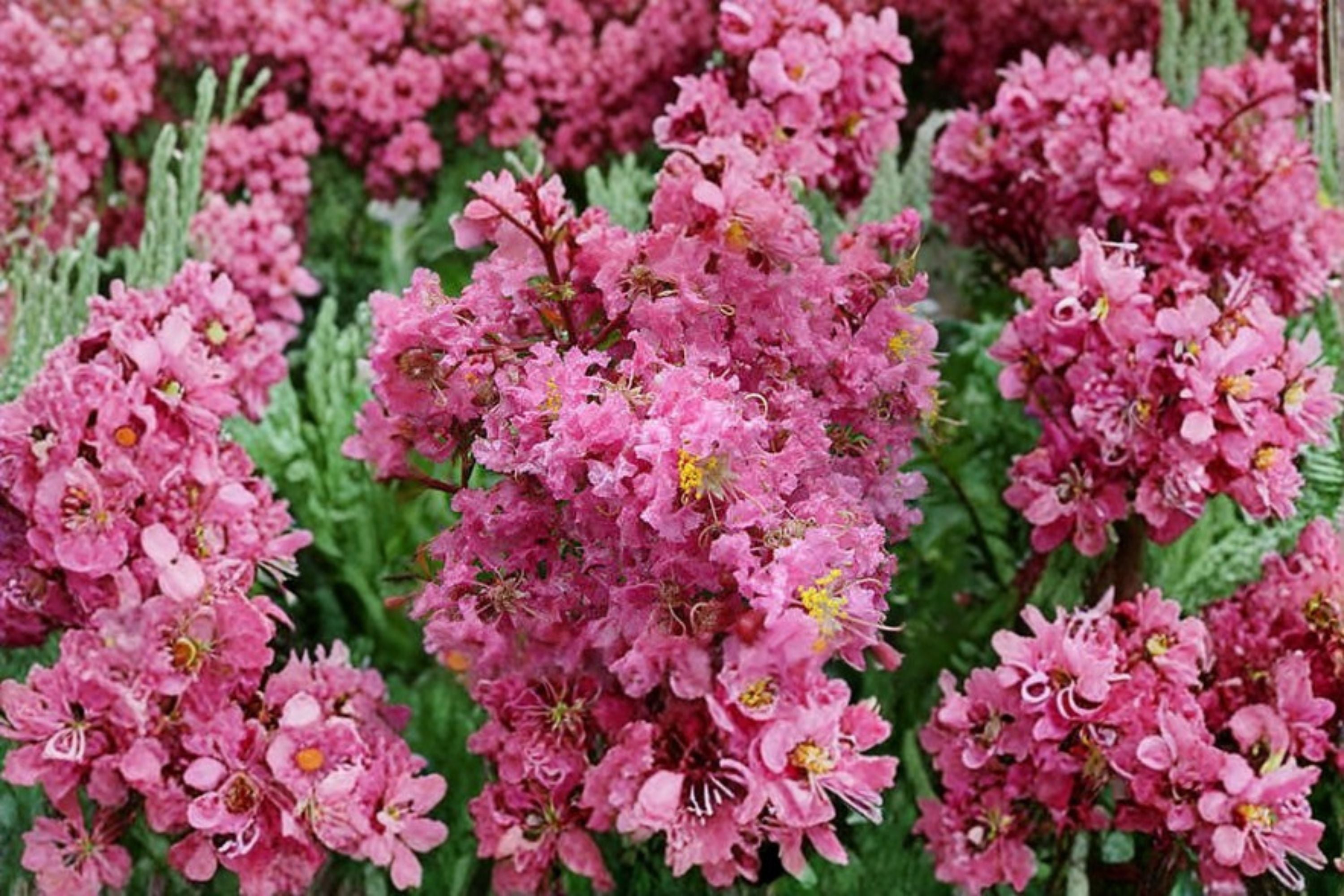 Sioux Pink Crape Myrtle Tree Live Plant - Lagerstroemia indica 'Sioux' in 1 QT Pot