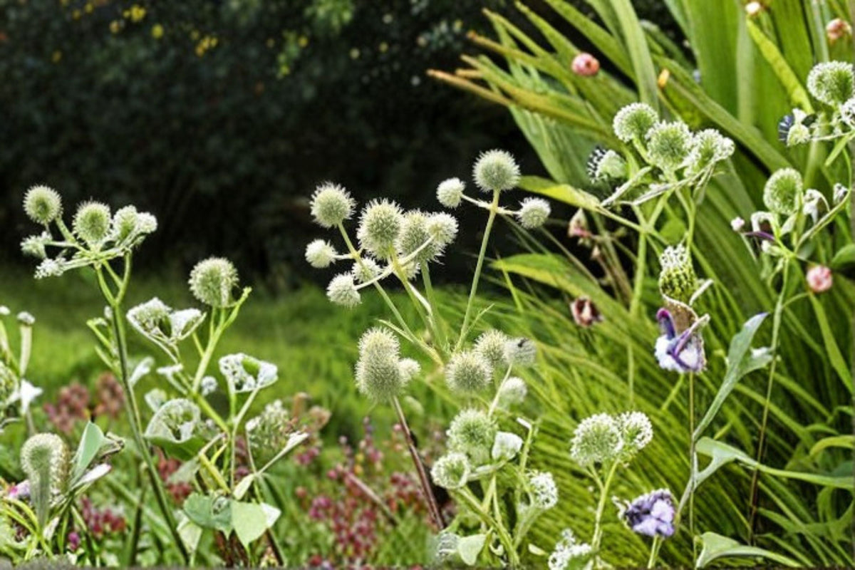 Rattlesnake Master Seeds | Eryngium yuccifolium | Native Perennial Wildflower with White Globe Flowers | Pollinator Garden Plant