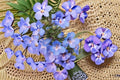 Pagoda Penstemon Seeds - Blue Purple Wildflower, Native Perennial, Penstemon angustifolius, Garden Flower Seeds