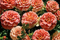 Caribbean Breeze Rose 3 Cuttings – Rosa ‘Caribbean Breeze’ Floribunda Rose